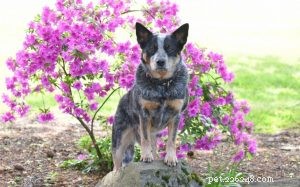 American Leopard Hound – A Spirited Hunting Hound with Energetic, Friendly Temperament