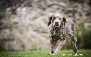 Braque du Bourbonnais: French Pointing Dog Breed Profile