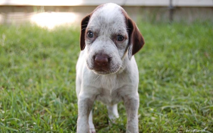 Braque du Bourbonnais: French Pointing Dog Breed Profile