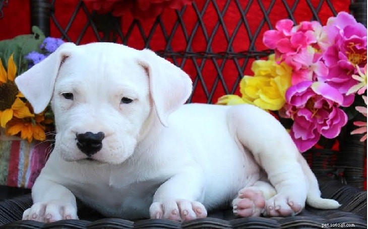 Dogo Argentino: Argentina s Powerful Guardian & Loyal Companion