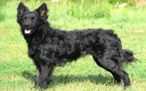 Croatian Sheepdog: Key Facts, Traits & Care Guide