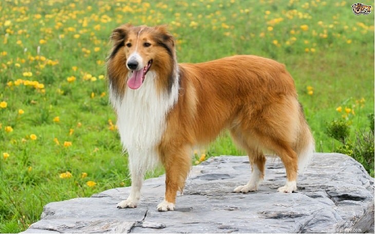 Collie Dog Breed Profile: Traits, Care, and Origins