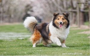 Collie Dog Breed Profile: Traits, Care, and Origins