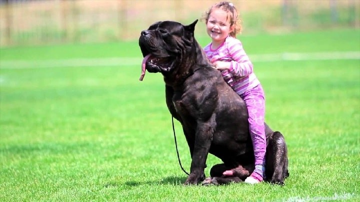 Cane Corso Dog Breed: History, Traits & Care Guide