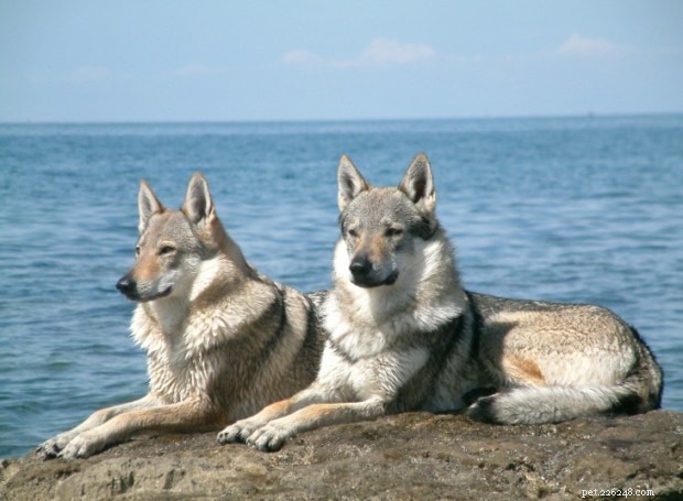 Czechoslovakian Vlcak (Wolfdog) – Breed Overview & Key Facts