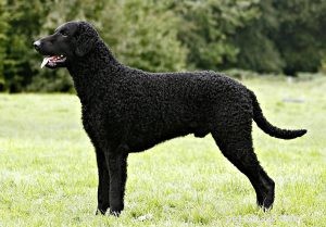 Curly-Coated Retriever: A Comprehensive Guide to this Sporting Dog Breed