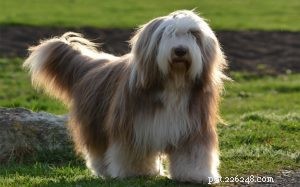 Bearded Collie: UK Herder with Charismatic Temperament – Breed Overview