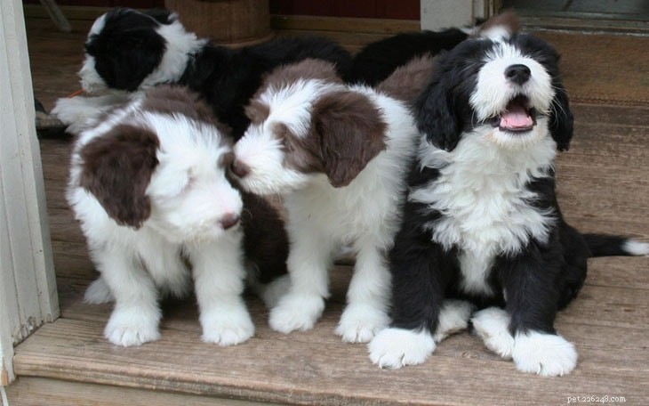 Bearded Collie: UK Herder with Charismatic Temperament – Breed Overview