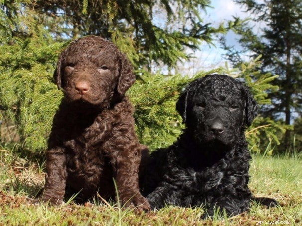Curly-Coated Retriever: A Comprehensive Guide to this Sporting Dog Breed