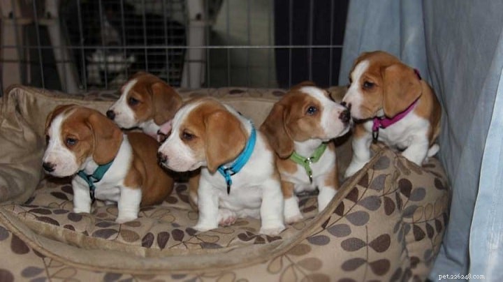 Drever Dog – Swedish Scenthound Breed Profile