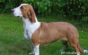 Drever Dog – Swedish Scenthound Breed Profile