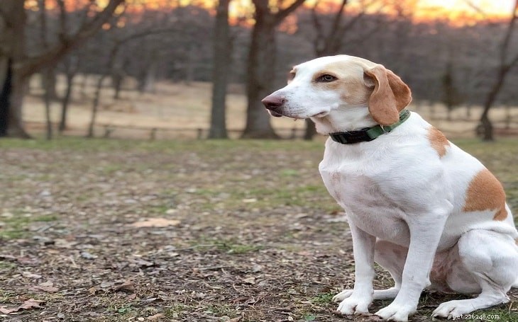 English Foxhound Dog Breed: Features, Temperament, and Care