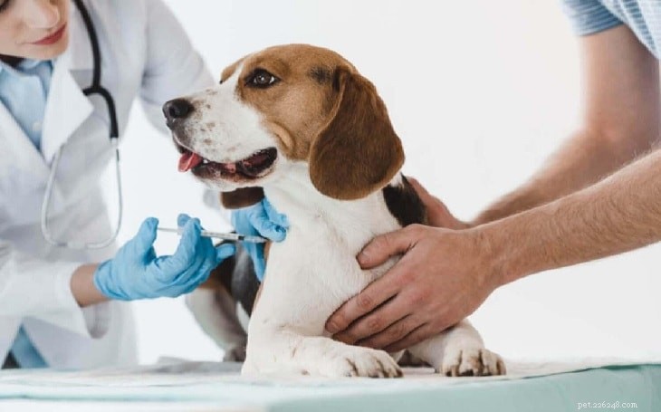 English Foxhound Dog Breed: Features, Temperament, and Care