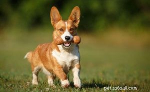 Cardigan Welsh Corgi: Comprehensive Breed Guide – Size, Life Span, Personality & Care
