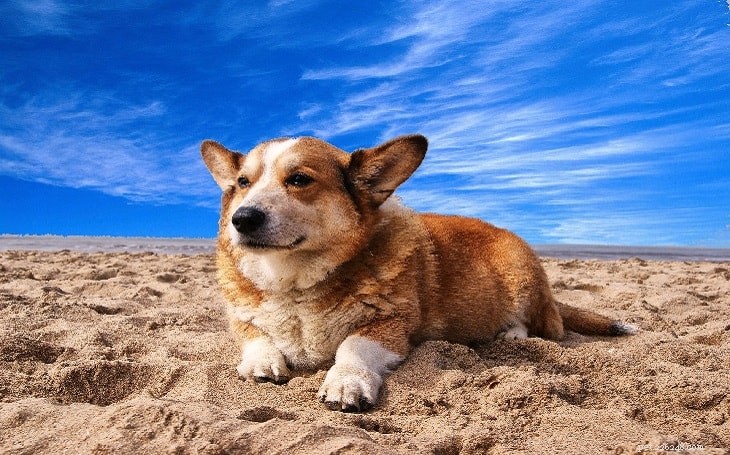 Cardigan Welsh Corgi: Comprehensive Breed Guide – Size, Life Span, Personality & Care