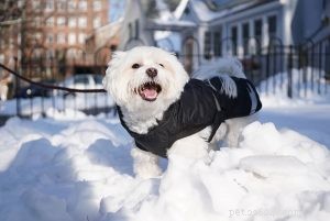 Coton de Tulear: The Elegant, Friendly Lapdog Breed Overview