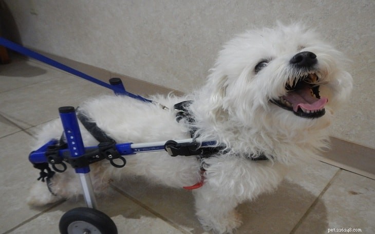 Coton de Tulear: The Elegant, Friendly Lapdog Breed Overview