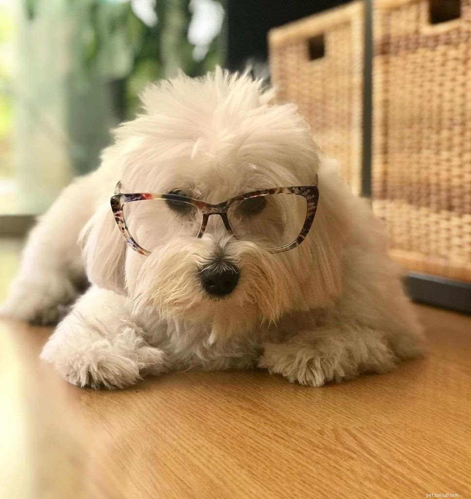 Coton de Tulear: The Elegant, Friendly Lapdog Breed Overview