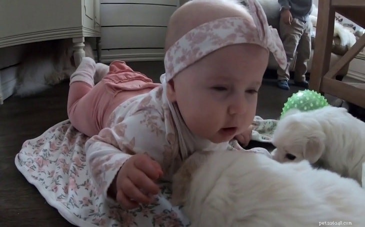 Coton de Tulear: The Elegant, Friendly Lapdog Breed Overview