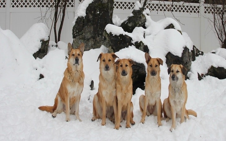 Chinook Dog: A Comprehensive Guide to the Legendary Sled Breed