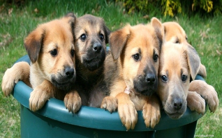 Chinook Dog: A Comprehensive Guide to the Legendary Sled Breed