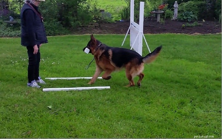 Chinook Dog: A Comprehensive Guide to the Legendary Sled Breed