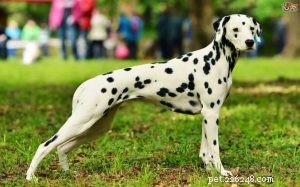 Dalmatian Dog Breed Profile: Characteristics, Care, and History