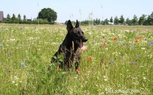 Dutch Shepherd Dog: A Comprehensive Breed Guide