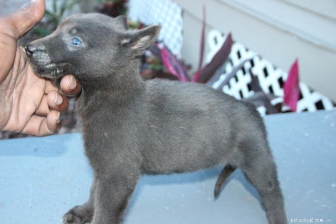 Dutch Shepherd Dog: A Comprehensive Breed Guide
