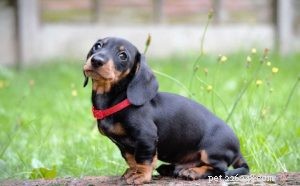 Dachshund Breed Profile: Characteristics, Care, and History