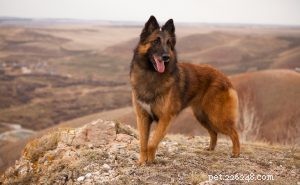 Belgian Tervuren: Comprehensive Breed Guide & Care Tips