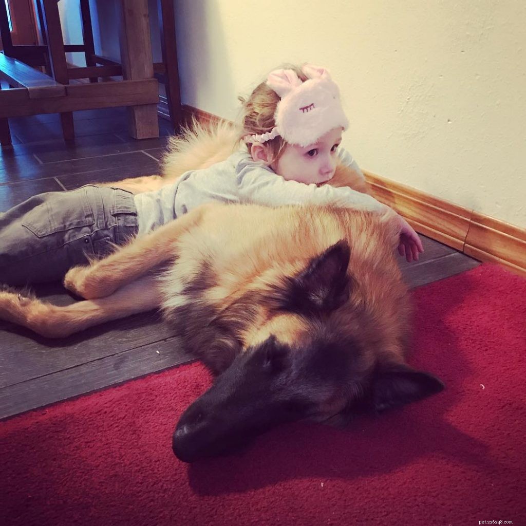 Belgian Tervuren: Comprehensive Breed Guide & Care Tips