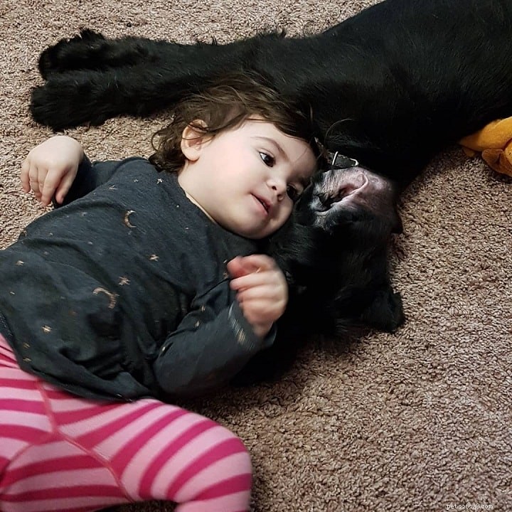 Giant Schnauzer: The Powerful, Loyal Working Dog – Full Breed Profile