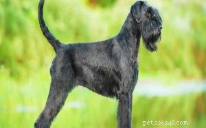 Giant Schnauzer: The Powerful, Loyal Working Dog – Full Breed Profile