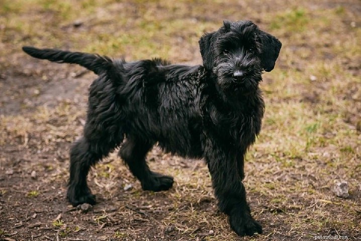 Giant Schnauzer: The Powerful, Loyal Working Dog – Full Breed Profile