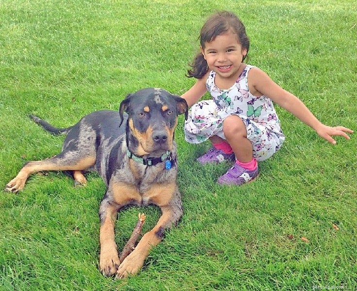 Catahoula Leopard Dog: Heritage, Traits & Care Guide