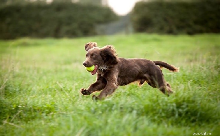 Boykin Spaniel: Comprehensive Breed Guide