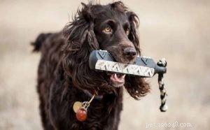 Boykin Spaniel: Comprehensive Breed Guide