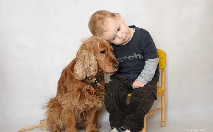 English Cocker Spaniel: Key Facts, Traits, and Care Guide