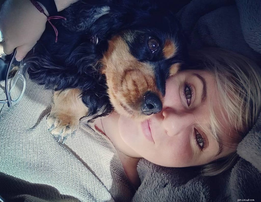 English Cocker Spaniel: Key Facts, Traits, and Care Guide