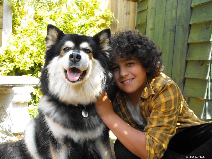 Finnish Lapphund: Loyal, Agile Herding Dog from Finland