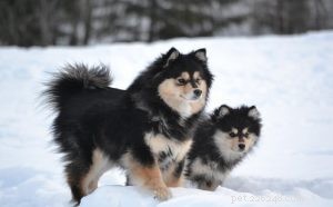 Finnish Lapphund: Loyal, Agile Herding Dog from Finland