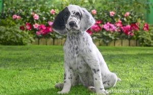 English Setter – Elegant Sporting Dog Breed Guide
