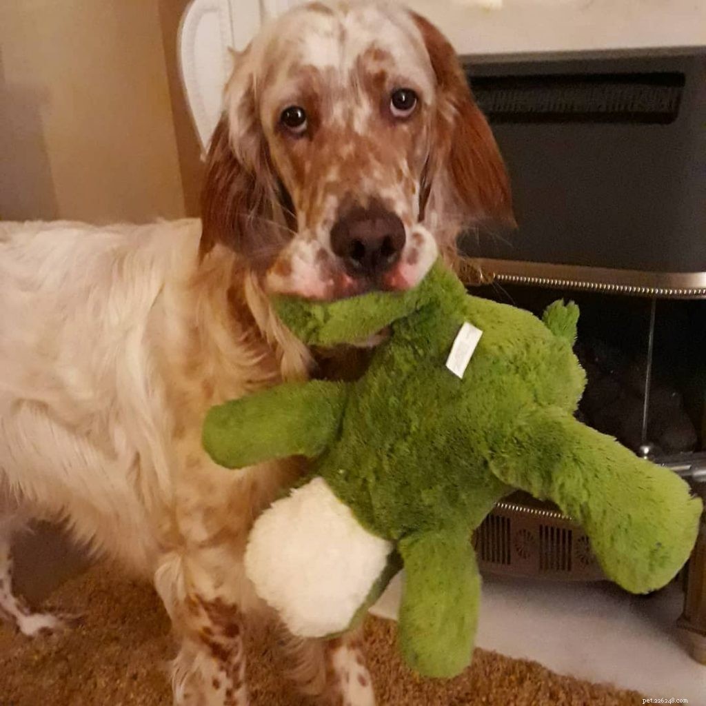 English Setter – Elegant Sporting Dog Breed Guide