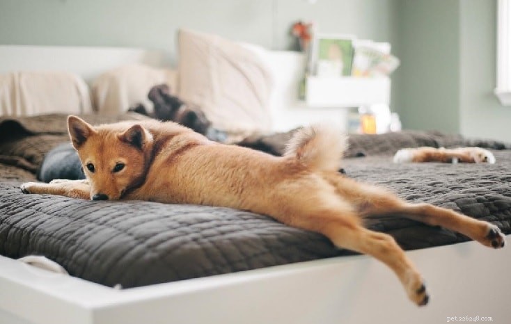 Finnish Spitz: Complete Breed Profile & Care Guide