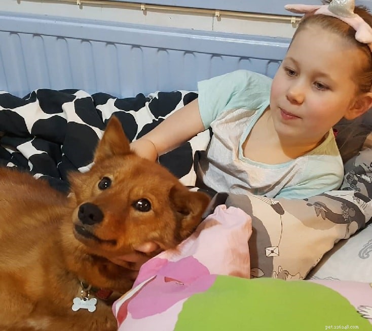 Finnish Spitz: Complete Breed Profile & Care Guide