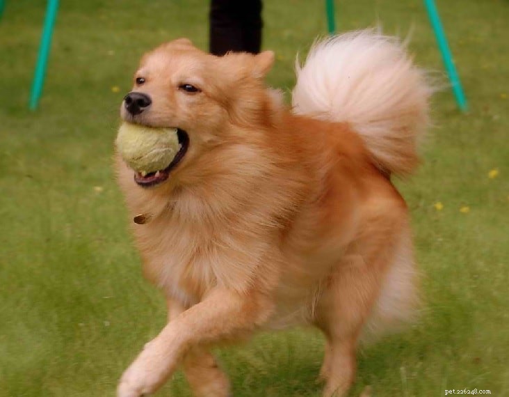 Finnish Spitz: Complete Breed Profile & Care Guide