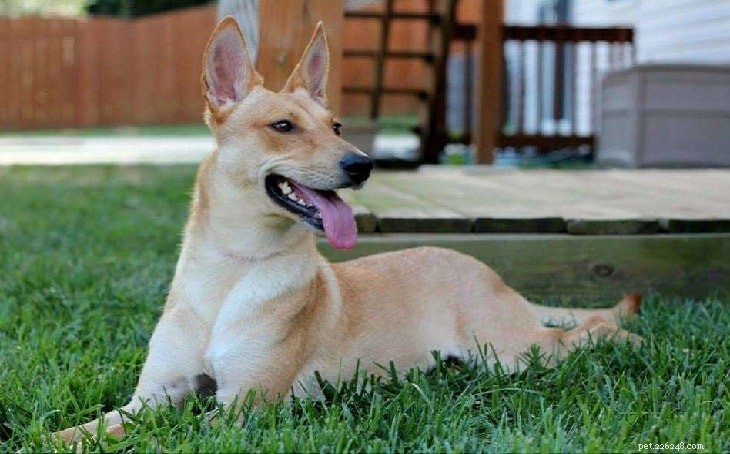 Carolina Dog Breed Profile: Loyal Sighthound from the USA