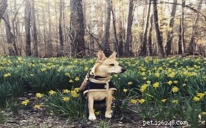 Carolina Dog Breed Profile: Loyal Sighthound from the USA