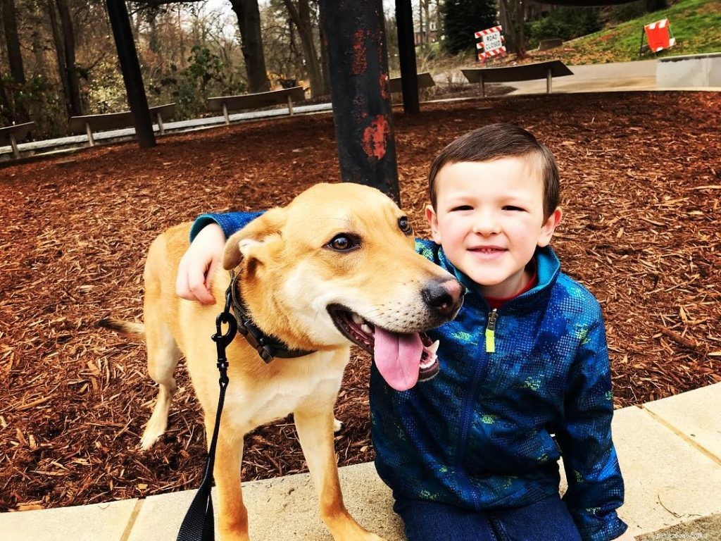 Carolina Dog Breed Profile: Loyal Sighthound from the USA